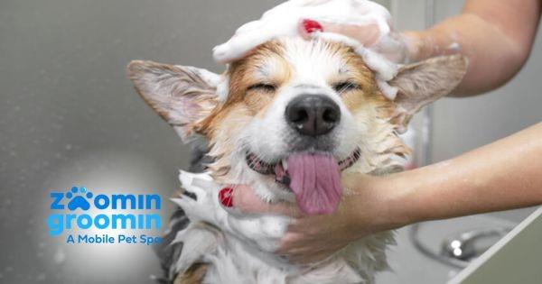 Zoomin Groomin Franchise Awards Territory in 30 DAYS!