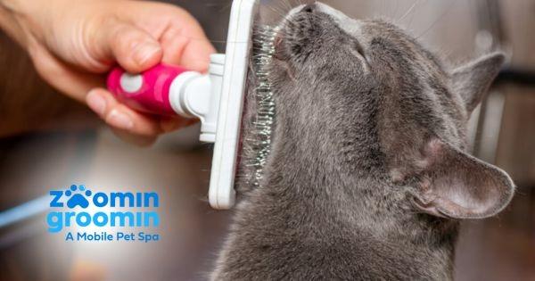 Zoomin Groomin Franchise Expands to Palm Beach, FL - IFPG